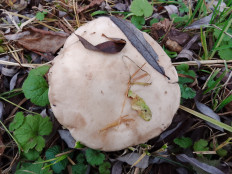 Гриб из Москва