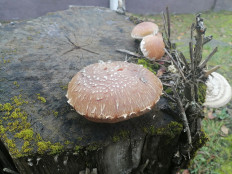 Гриб из Калуга