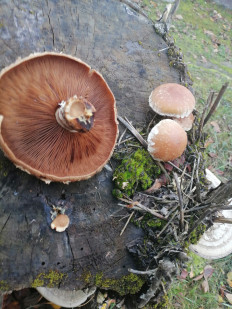 Гриб из Калуга