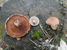 Гриб из Калуга