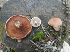 Гриб из Калуга