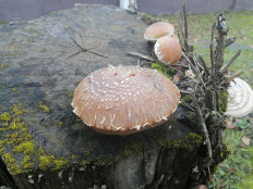 Гриб из Калуга