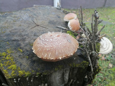 Гриб из Калуга