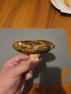 Гриб из Темпио, Сардиния, Италия