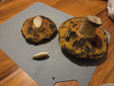 Гриб из Темпио, Сардиния, Италия