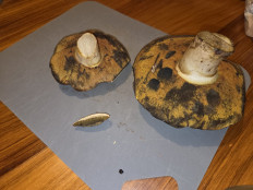 Гриб из Темпио, Сардиния, Италия