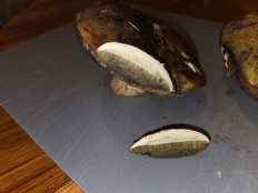 Гриб из Темпио, Сардиния, Италия