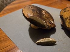 Гриб из Темпио, Сардиния, Италия