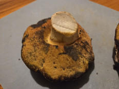 Гриб из Темпио, Сардиния, Италия