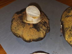 Гриб из Темпио, Сардиния, Италия