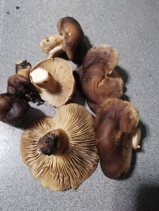 Гриб из Воронеж