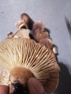 Гриб из Воронеж