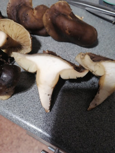 Гриб из Воронеж