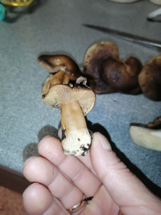 Гриб из Воронеж