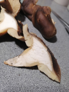 Гриб из Воронеж