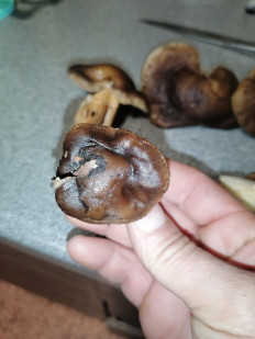 Гриб из Воронеж