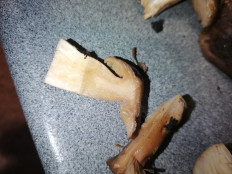 Гриб из Воронеж