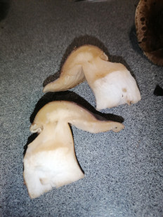 Гриб из Воронеж