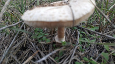 Гриб из Волгоград