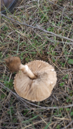 Гриб из Волгоград