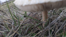 Гриб из Волгоград