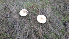 Гриб из Волгоград