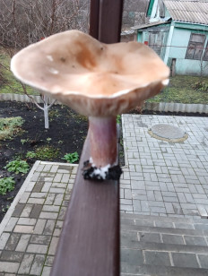 Рядовка лиловоногая