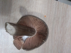 Гриб из г.Ростов- на- Дону