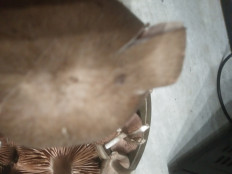 Гриб из г.Ростов- на- Дону