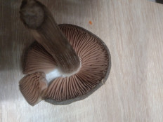 Гриб из г.Ростов- на- Дону