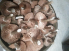 Гриб из г.Ростов- на- Дону