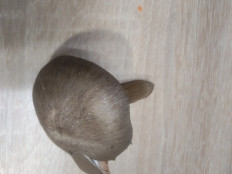 Гриб из г.Ростов- на- Дону