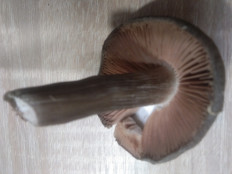 Гриб из г.Ростов- на- Дону