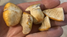 Гриб из Москва