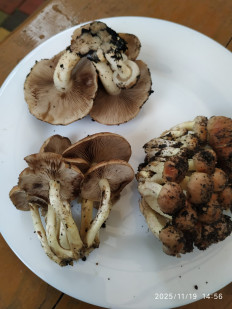 Гриб из Бердянск