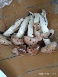 Гриб из Бердянск