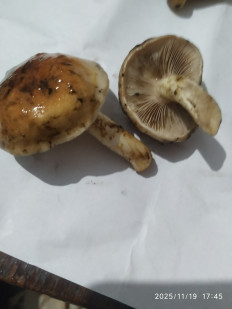 Гриб из Бердянск