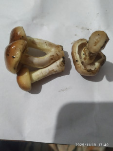 Гриб из Бердянск