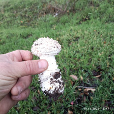 Гриб из мелитополь