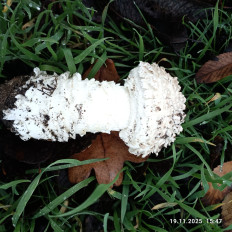 Гриб из мелитополь