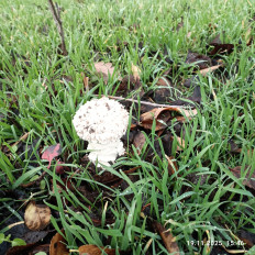 Гриб из мелитополь