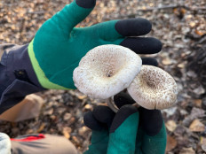 Гриб из Астрахань