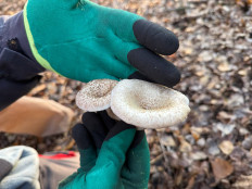 Гриб из Астрахань