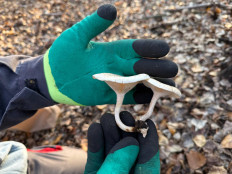 Гриб из Астрахань