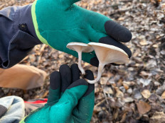 Гриб из Астрахань