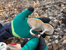 Гриб из Астрахань