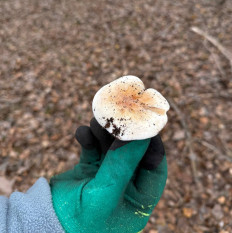 Гриб из Астрахань