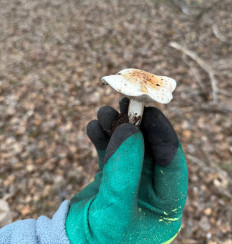 Гриб из Астрахань