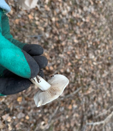 Гриб из Астрахань