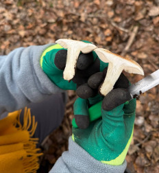 Гриб из Астрахань